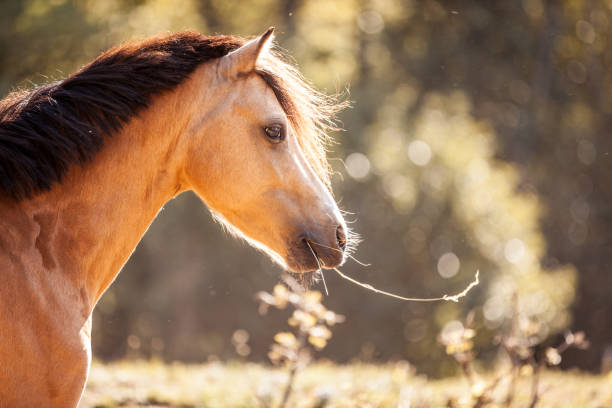 istock Horse Chewing Straw of Hay 670581464