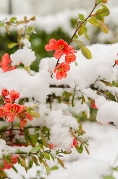 istock quince bush and snow 670581506