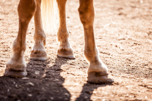 Close up of horse´s Legs from front view.