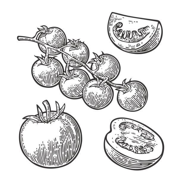 illustrazioni stock, clip art, cartoni animati e icone di tendenza di set di pomodori disegnati a mano. ramo, intero, metà e fetta. - cherry tomato