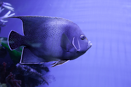 Portrait of semicircle angelfish closeup. Pomacanthus semicirculatus