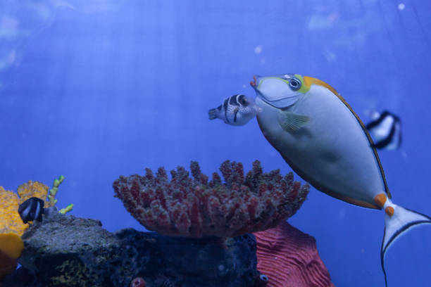 istock Naso lituratus with dascyllus melanurus, tropical fish 670582230