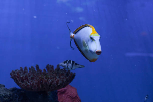 istock Orangespine unicornfish swiming ahead 670582240