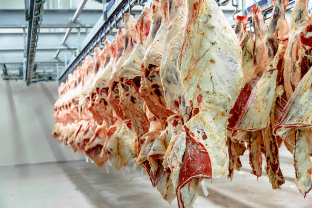istock The meat processing plant. carcasses of beef hang on hooks. 670582320