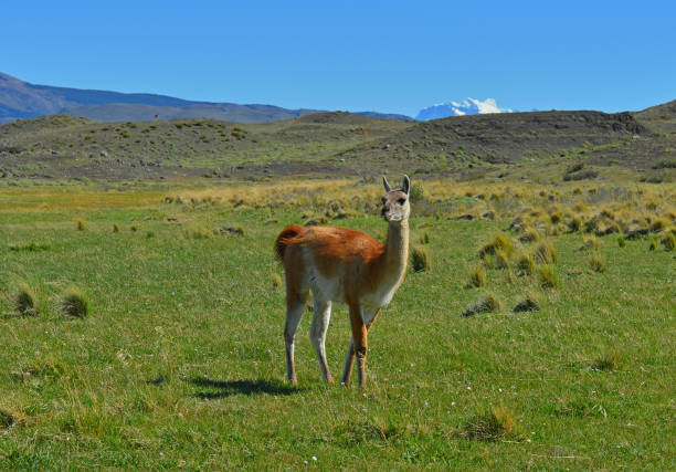istock Guanaco in the Wild 670584600