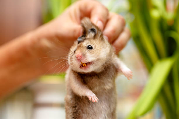 istock The Syrian hamster, scary face with teeth 670584922
