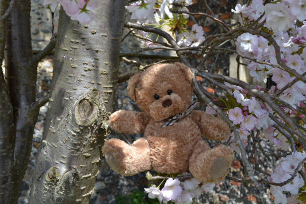 istock Teddy bear in the countryside 670585438