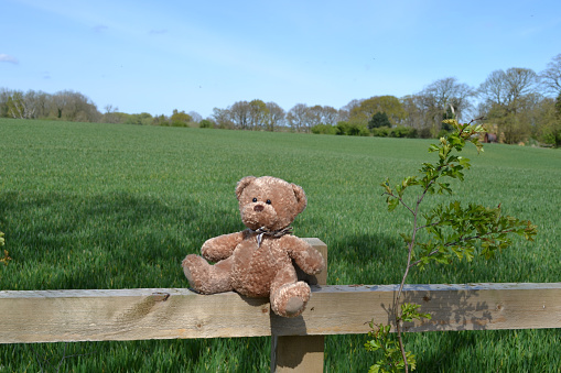 teddy bear on a fence in the countryside