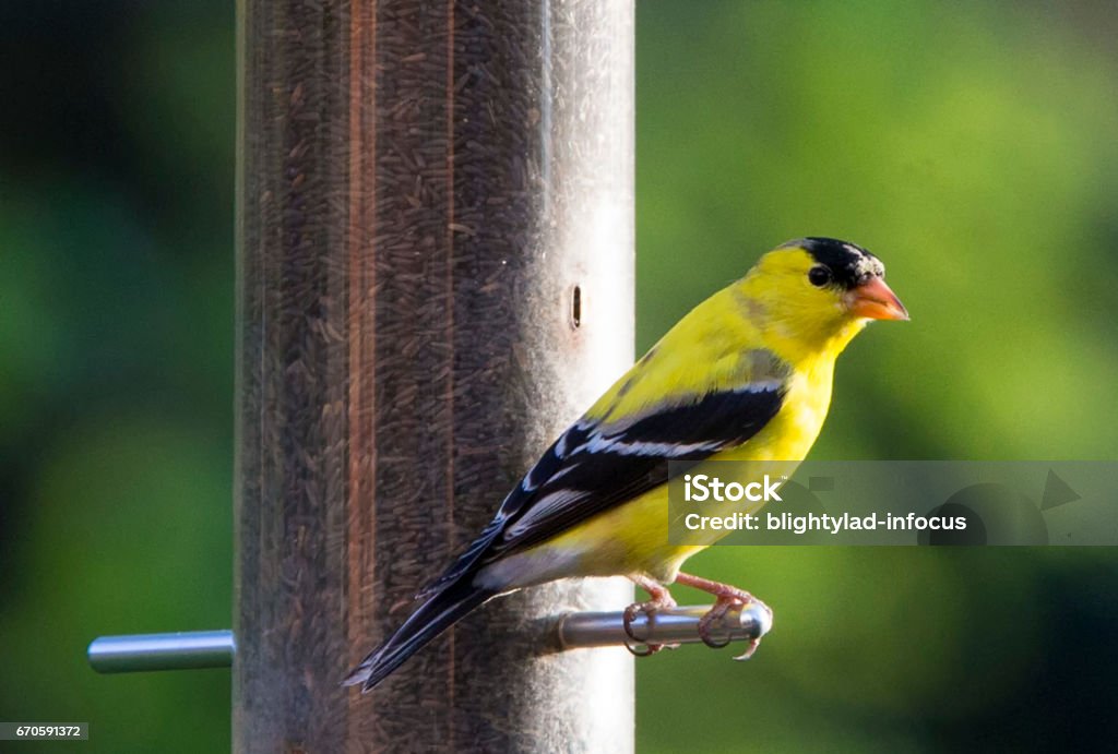 Yellow bird American Goldfinch feeding in the backyard. Feeding Stock Photo