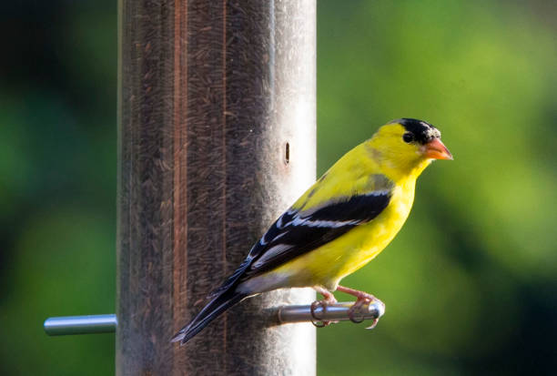 Yellow bird American Goldfinch feeding in the backyard. goldfinch stock pictures, royalty-free photos & images