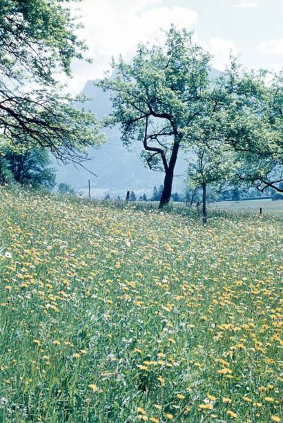 istock Wild meadow with butter flowers, Austria 670596622