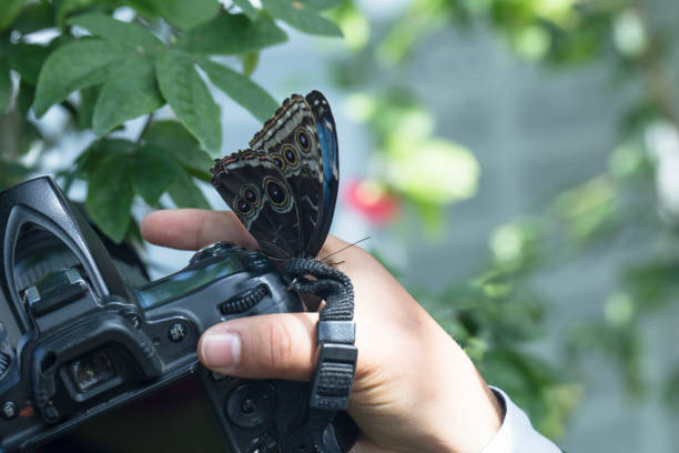 istock close-up butterfly on hand with camera 670596840