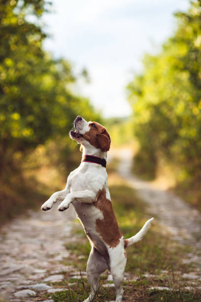 istock A Cute Beagle Dog Begs 670597250
