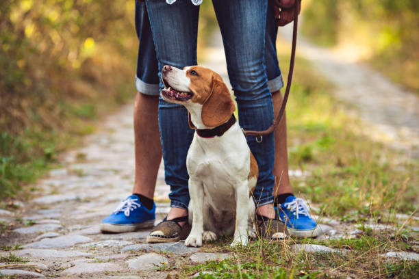 istock A Cute Beagle Dog Sits In The Nature 670600672