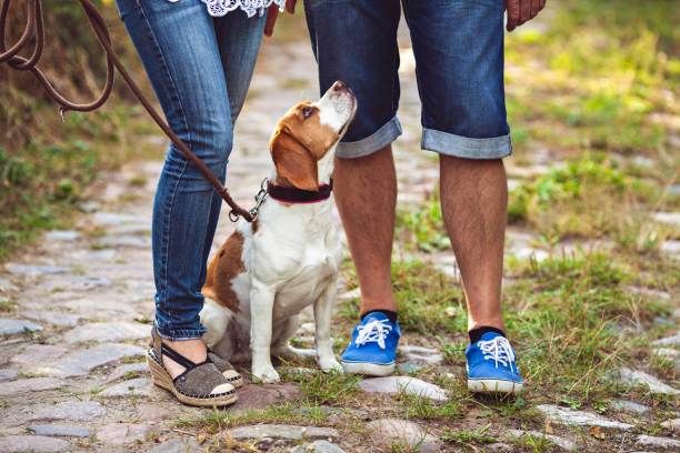 istock Portrait Of Young Beagle Dog 670600844