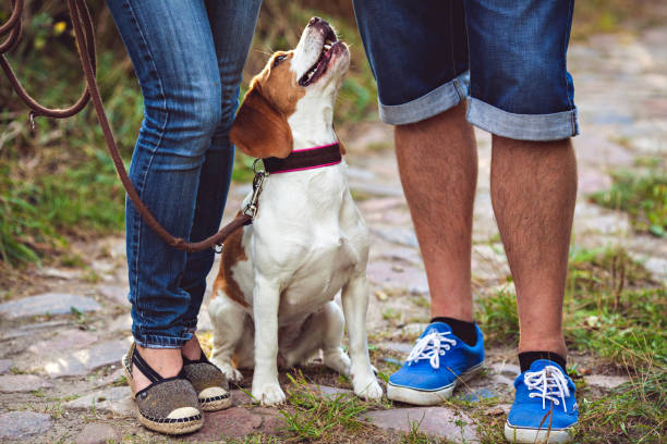 istock Portrait Of Beagle Dog 670600916