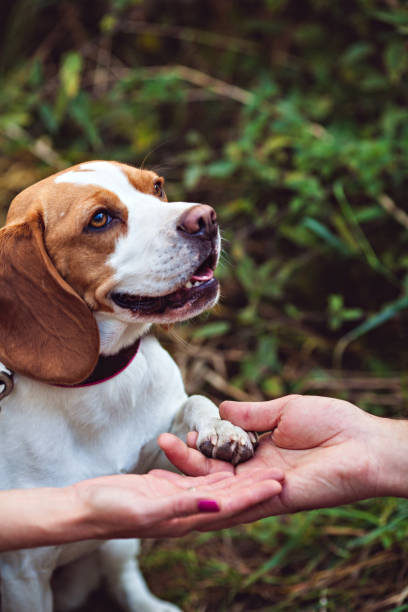 istock A Cute Beagle Dog Gives A Paw 670601020