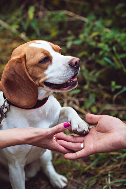 istock A Beagle Dog Gives A Paw 670601098