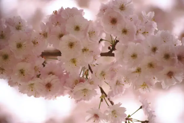 The soft pink flowers of Higan-cherry, Prunus subhirtella, in spring.