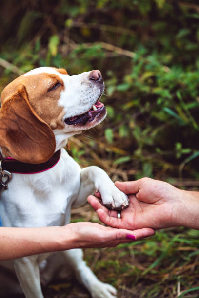 istock A Cute Beagle Dog Gives A Paw 670601196