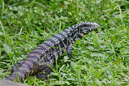 Beautiful specimen of lizard photographed in its natural state in the backyard of my house in Joinville, Santa Catarina, Brazil at 12/02/2017. The Tupinambis reptile genus, from the Teiidae family, is popularly known as teiú, lagartiu, teju, tegu, jacuraru, jacuaru, jacuruaru, jacruaru and caruaru. It includes the largest New World lizards (up to 2 meters long) and covers seven species, all native to South America. Onivorous, they feed on captive egg yolks, meats, mice, chicks, frogs, Fruits, vegetables, etc. They may be aggressive animals, which is why management care is important to avoid biting. Ovíparos, average 30 eggs, which are incubated for a period of 90 days.