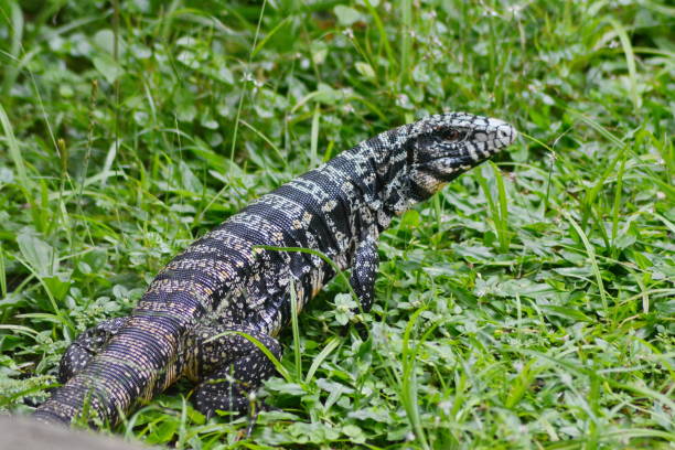 Lizard in the nature stock photo