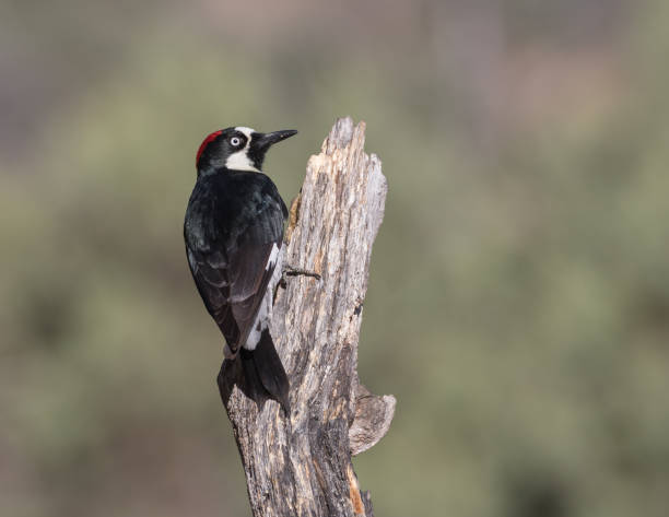 istock Male Acorn Woodpecker 670603706