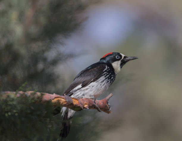 istock Male Acorn Woodpecker 670603948