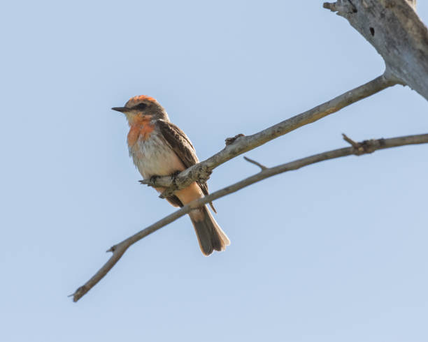 istock Immature Male Vermilion Flycatcher 670604132