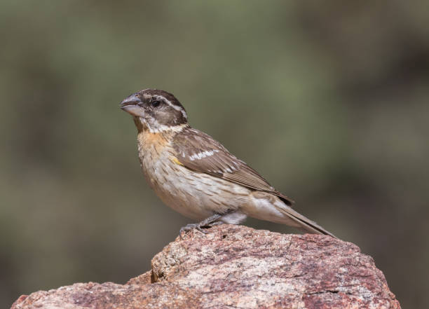 istock Female Black-headed Grosbeak 670604502