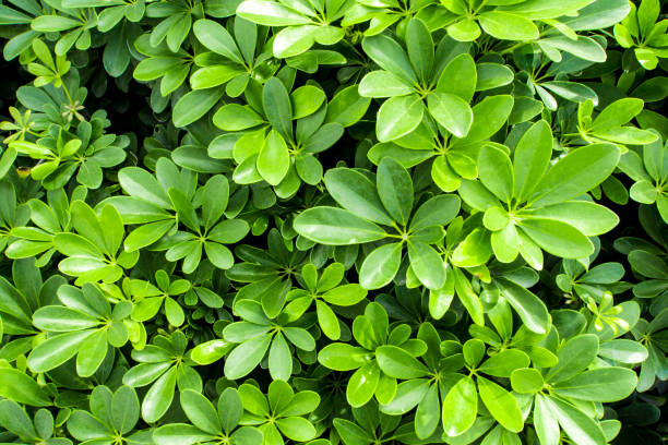 istock Leaves of plant as background or texture 670611132