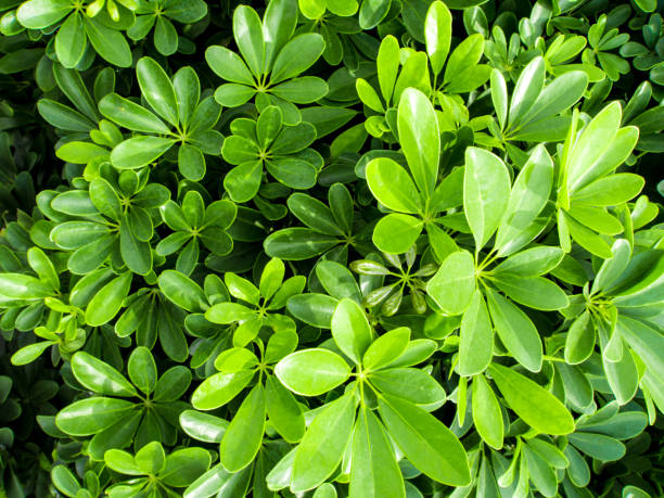 istock Leaves of plant as background or texture 670611400