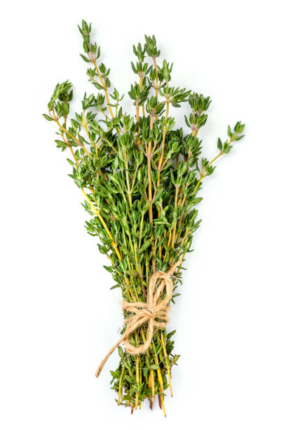 Bunch of Thyme Isolated on White Bunch of thyme tied with twine, isolated on white. thyme stock pictures, royalty-free photos & images