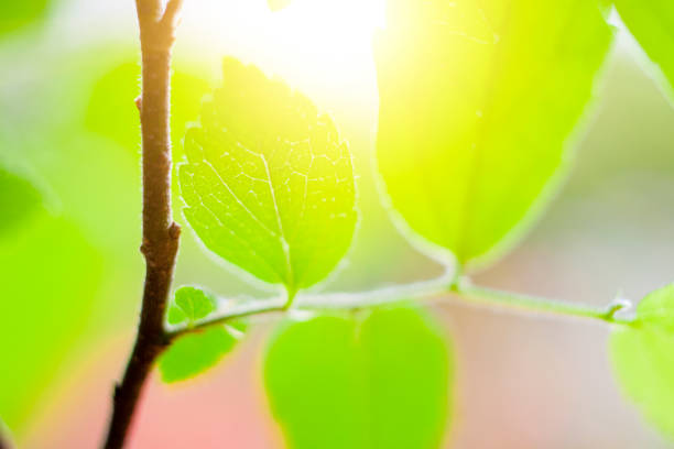 The sun is hitting the fresh green leaves, and it is transparent to the green