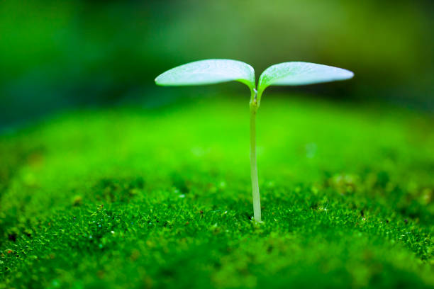 germoglio in crescita - water drop leaf spring foto e immagini stock