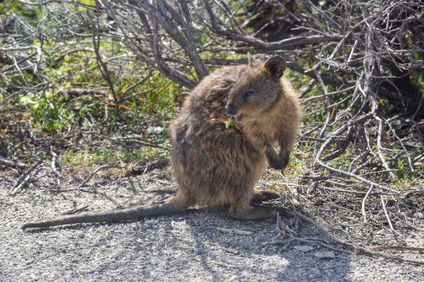 istock Quokka in Coastal Bushland 670632084