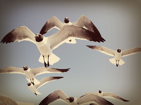Seagulls in flight against clear sky