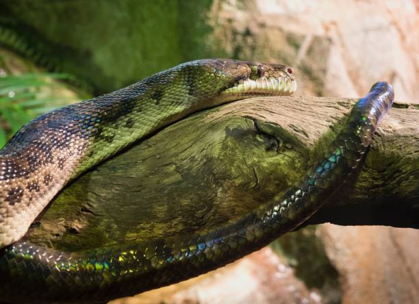 Daintree Scrub Python 40+ Scrub Python Foto Stok, Potret, & Gambar Bebas Royalti - iStock
