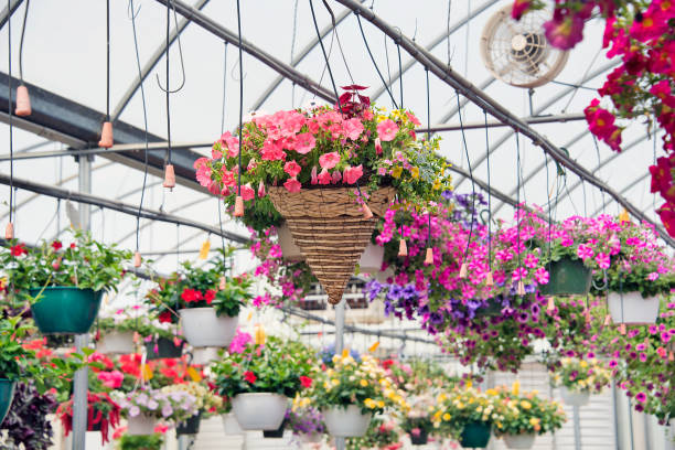 istock hanging plants in greenhouse 670635146