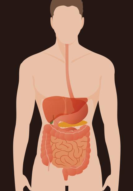human digestive organs, vector illustration human digestive organs, vector illustration animal digestive system stock illustrations