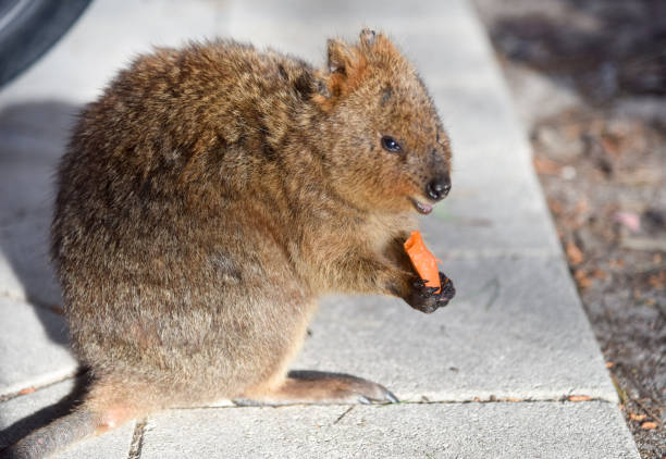 istock Quokka Gripping Carrot 670639042