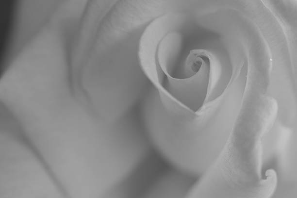 istock Flowers in my garden 670641752