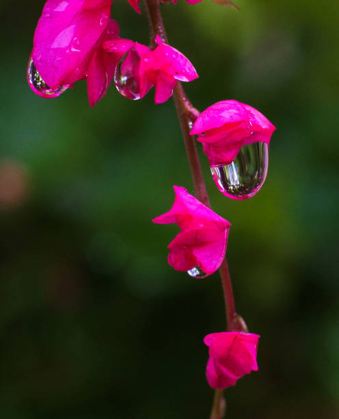 istock Flowers in my garden 670641802