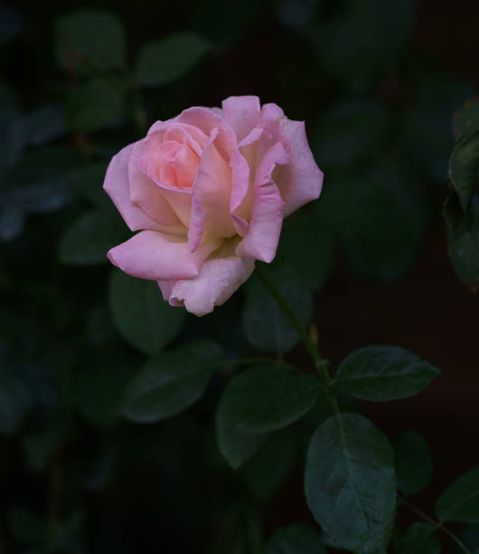 istock Flowers in my garden 670641856
