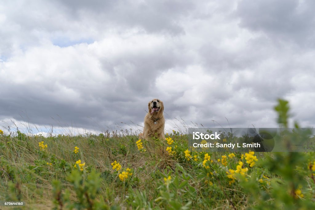 Beautiful Dog Smiling In A Field Of Wildflowers Golden retriever sitting panting and smiling on a hike in a summer day. Dramatic sky Alberta Stock Photo