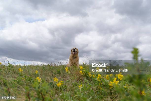 Beautiful Dog Smiling In A Field Of Wildflowers Stock Photo - Download Image Now - Alberta, Canada, Dog