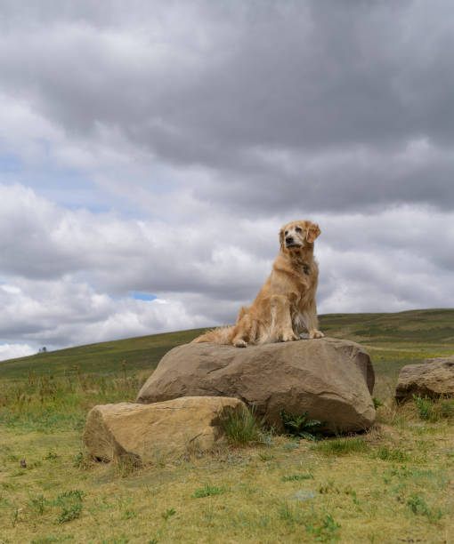 istock Golden retriever perched on hillside 670646258