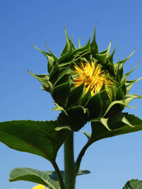 istock Sunflower in the sun 670652300