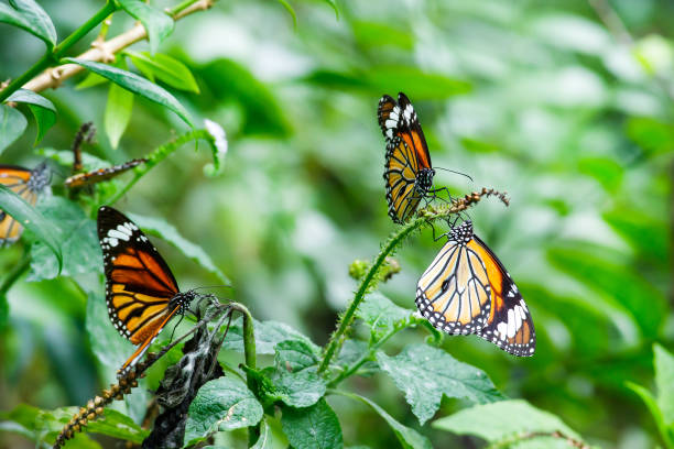 istock The common tiger butterfly spread the wings 670661144
