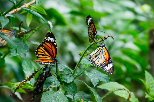 istock The common tiger butterfly spread the wings 670661148